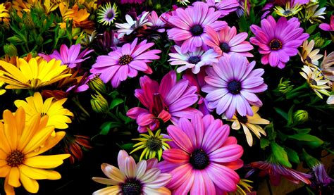 blumen wallpaper 4k|blumen wallpapers.